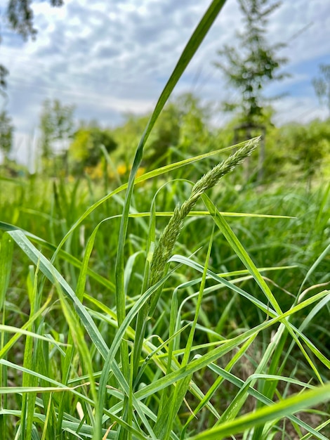 Tall grass with a blade against the backdrop of lush vegetation