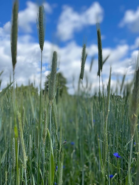 Foto tall grass