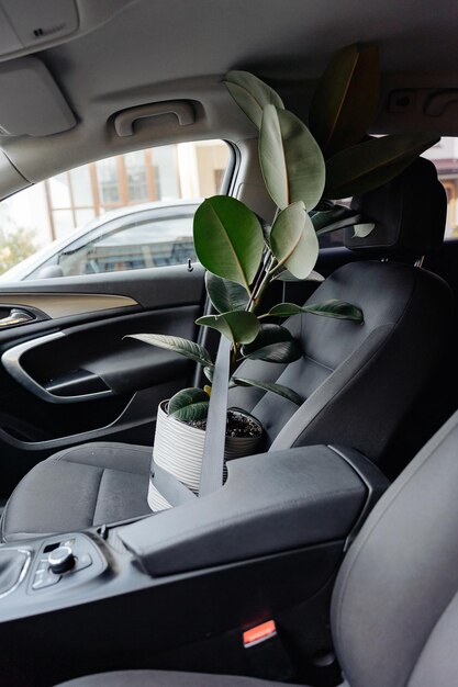 A tall green flowerpot in a pot sits on the front seat of the car secured by a seat belt