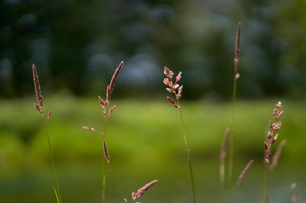 Tall green grass with spikelets on the riverside in the forest Calm summer weather