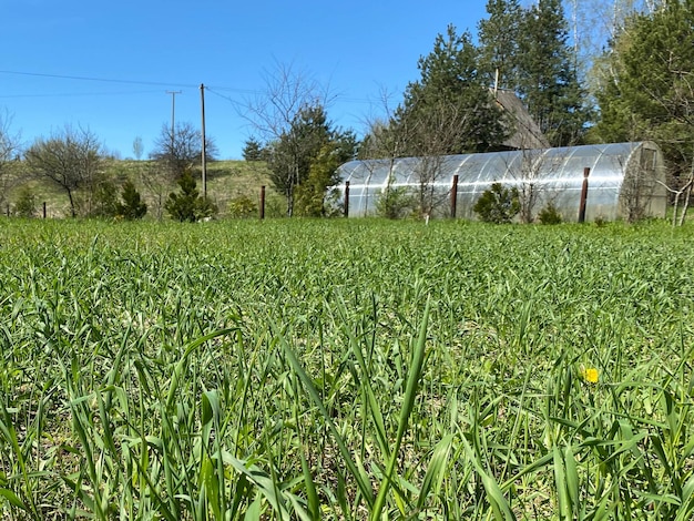 Tall green natural grass with tall stems of weeds and a plastic wrap greenhouse in the background