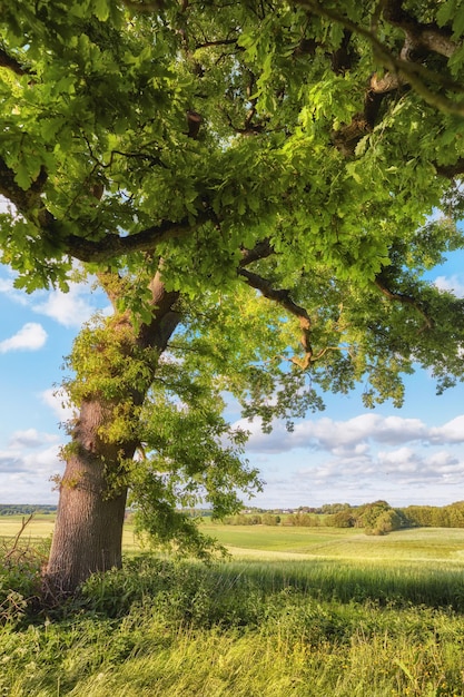 Высокий величественный дуб, растущий на сельскохозяйственном поле или ферме Лиственные леса, невозделываемые на пышном зеленом поле в Дании Солнечный день весной в экологически чистой сельской местности