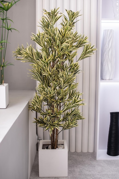 A tall ornamental plant with leaves stands on the windowsill next to a light curtain