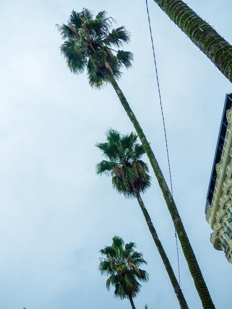 Tall palm trees against a cloudy sky Autumn at the southern resort tropical trees in bad weather At the Black Sea