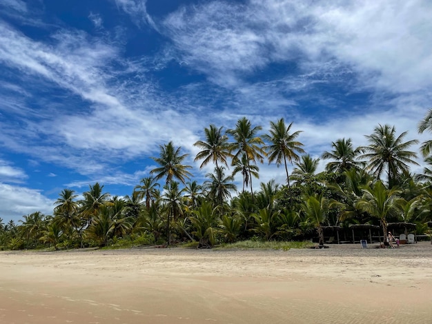 Высокие пальмы на пляжах Итакаре Баия на тропе 4 пляжей