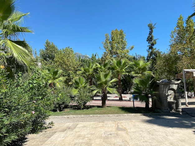 Tall palm trees in the park