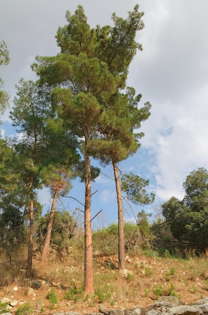 Tall pine on a background of blue sky