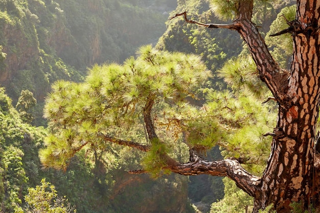 Tall pine forest on a mountain top with bright sun shining from above peaceful scenic and mountainous landscape of nature with vibrant sunlight and lush green plants and trees outdoors