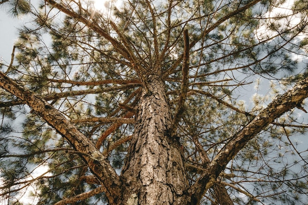 Foto alto pino con corteccia ruvida foto