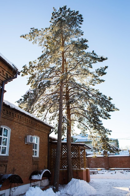 A tall pine tree with snow on its branches near an Orthodox church