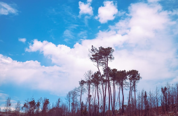 Tall pine trees against the sunset sky