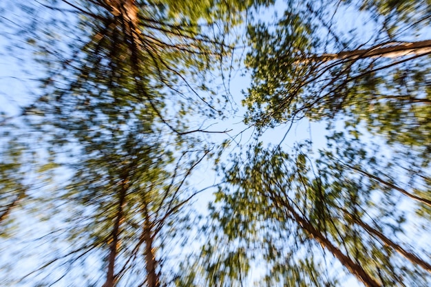 Tall pine trees in a forest on spring Looking up concept and blurred motion