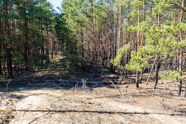 Tall pine trees in a forest on spring