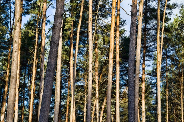 Tall pine trees growing in the forest, illuminated by sunlight