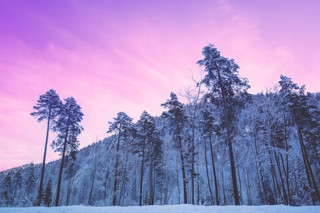 冬の日の出の朝雪が積もった山の斜面にある高い松の木