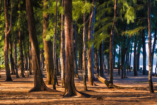 Tall pine trees standing against morning sun light at a beach in Phuket, Thailand