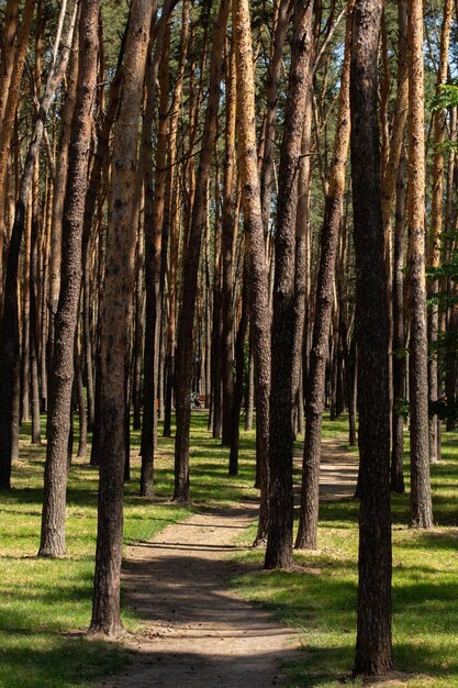 Tall pine trees in summer park