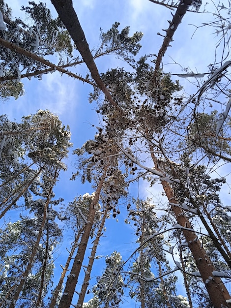 Tall pines in the winter forest.