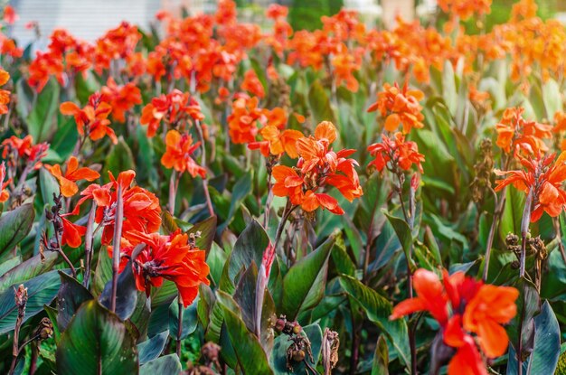 Tall red flowers in flowerbed