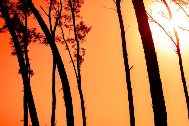 Tall skinny trees and rising sun shining through trees