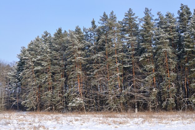 Tall smooth snowy pines stand on the edge of the forest on a winter day on the scene of blue sky