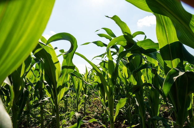 Высокие ростки кукурузы на поле