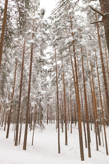 Tall spruces in magic at snowy forest in winter day