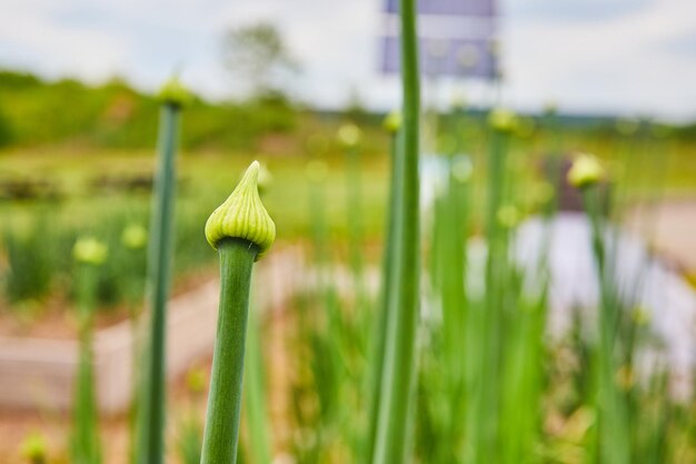 Tall stems with budding flowers getting ready to bloom in spring and blurred park background