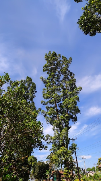 A tall tree on a blue background