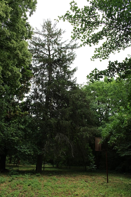 A tall tree in a forest