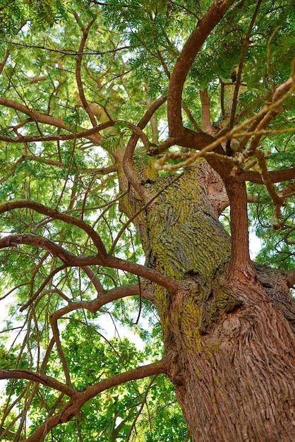 Tall tree outside and in nature Closeup of bark leaves and branches in the outdoors Detailed landscape view on the oak trunks and growth in a natural living environment