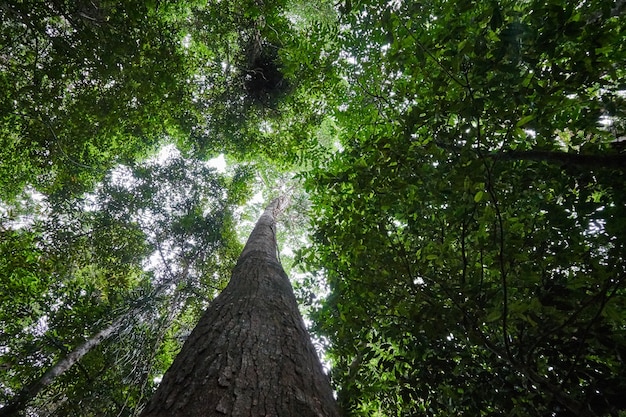 Un albero alto in una foresta pluviale