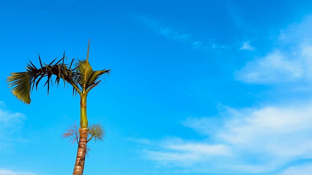 Un albero alto con un cielo azzurro