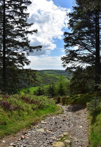 Tall trees bordering the edges of a trail in england