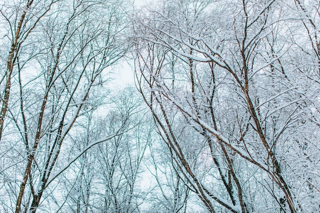 森の中で新鮮なふわふわの白い雪に覆われた背の高い木冬の季節