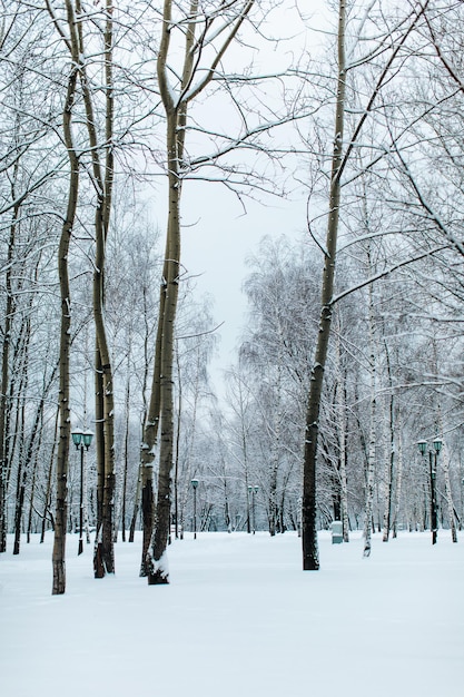 Tall trees covered with fresh fluffy white snow in winter forest. Winter season