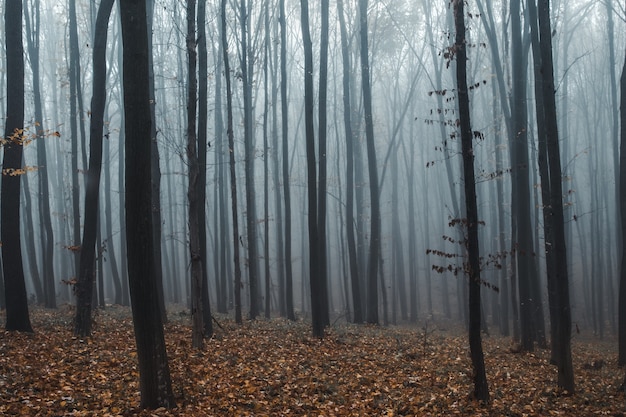 Tall trees in fog in forest