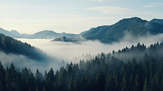 Tall trees in the forest in the mountains covered with the fog