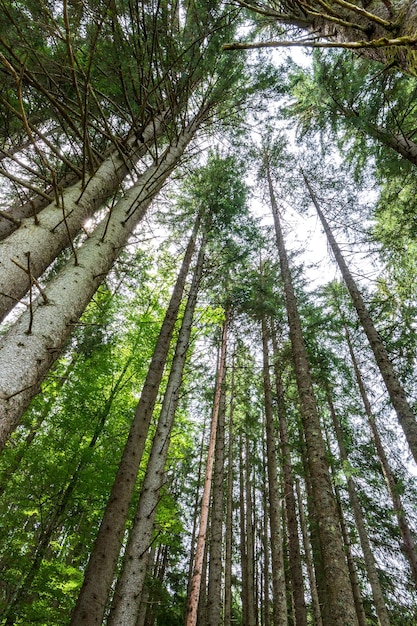 Tall trees in forest viewed from bottom to top