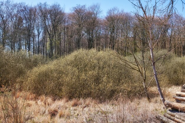 Alberi ad alto fusto sporgenti all'aperto in una bellissima e grande foresta in una giornata estiva paesaggio panoramico con piante verdi foglie ed erba che crescono durante la primavera ambiente tranquillo nei boschi