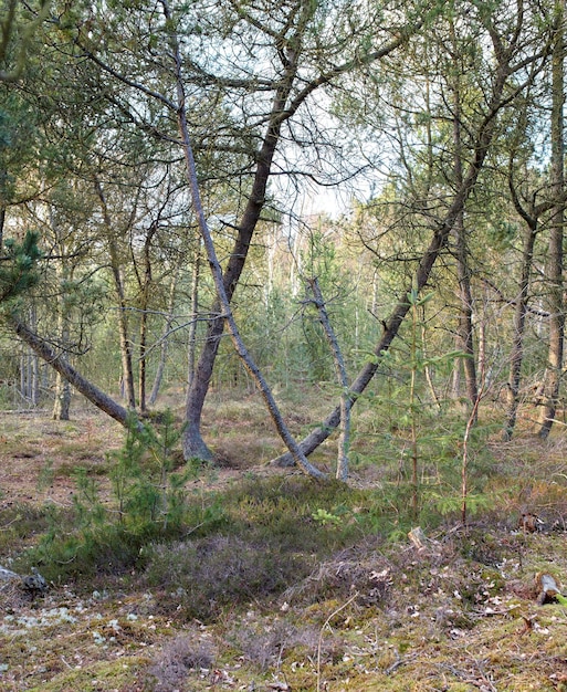 Tall trees leaning outdoors in a beautiful large forest on a summer day Scenic landscape with green plants leaves and grass growing during spring Peaceful environment in the woodlands