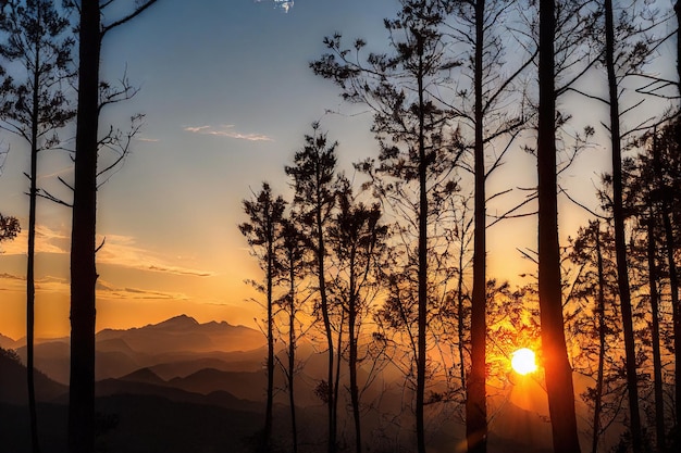 Tall trees and misty haze in quiet misty forest