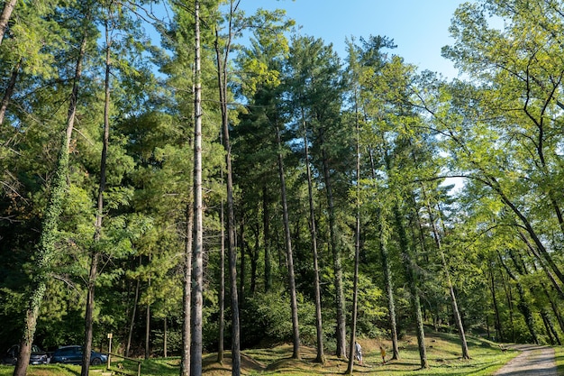 Tall trees in the park in early autumn