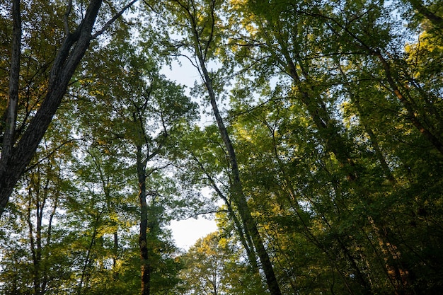 Tall trees in the park in early autumn