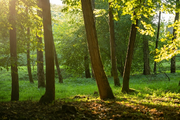 Tall trees in the park in early autumn