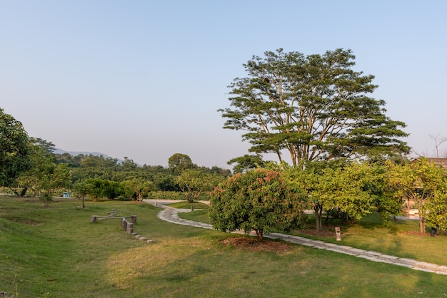 公園の奇妙な外観の背の高い木