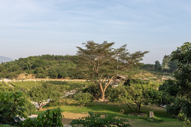 公園の奇妙な外観の背の高い木