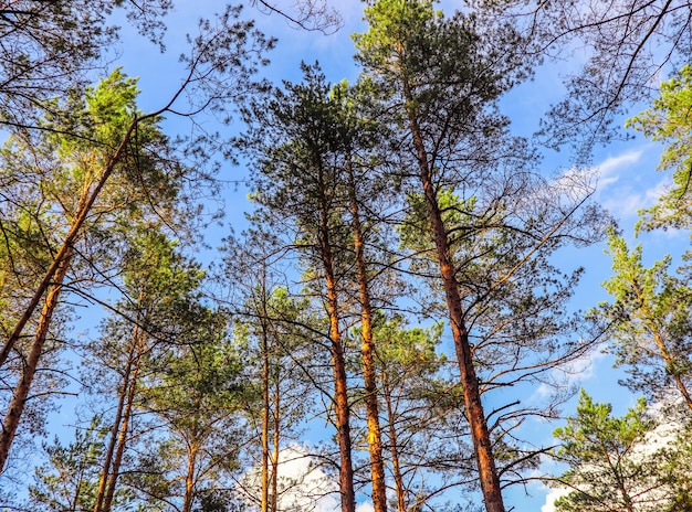 森の青空を背景に松の木の背の高い幹