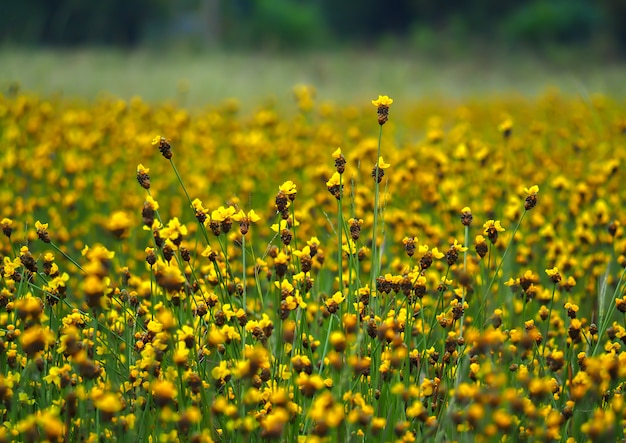 Tall yellow-eyed grass blooming in the paddy field of thailand.