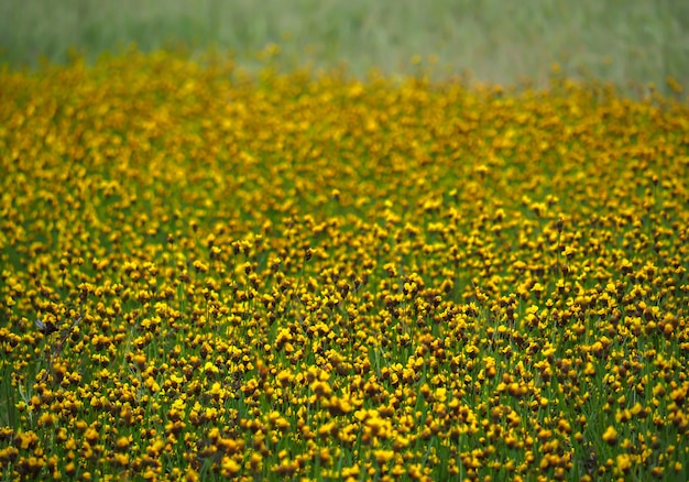 タイの水田に咲く黄色い目の草。